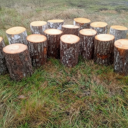 Amphitheatre Log Seating Half Set x 16 - 8 x 31 and 8 x 35cm | Outdoor Learning | Forest School | Seating | Group Interaction