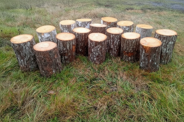 Amphitheatre Log Seating Half Set x 16 - 8 x 31 and 8 x 35cm | Outdoor Learning | Forest School | Seating | Group Interaction